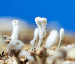 Attēlu rezultāti vaicājumam “Physarum braunianum macro”