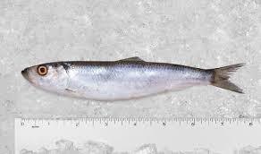 Image result for Clupea pallasii