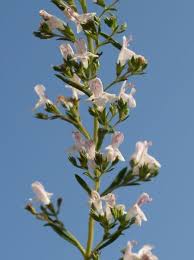 Image result for Satureja hortensis