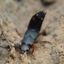 Attēlu rezultāti vaicājumam “Platydracus fulvipes”