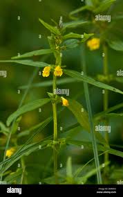 Attēlu rezultāti vaicājumam “Melampyrum sylvaticum”