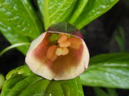 Attēlu rezultāti vaicājumam “Scopolia carniolica flower”