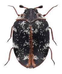 Attēlu rezultāti vaicājumam “Anthrenus scrophulariae”