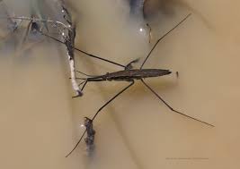 Attēlu rezultāti vaicājumam “Aquarius najas”