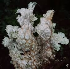 Attēlu rezultāti vaicājumam “Cribraria oregana stalked”