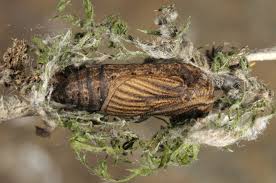 Attēlu rezultāti vaicājumam “Thetidia smaragdaria”