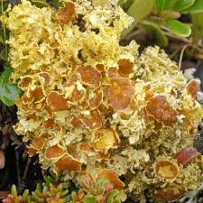 Attēlu rezultāti vaicājumam “Vulpicida pinastri”