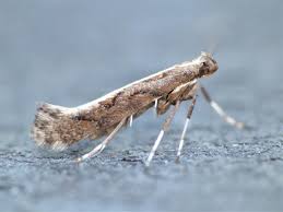 Attēlu rezultāti vaicājumam “Calybites phasianipennella”