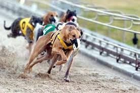 Image result for Reading Greyhound Track
