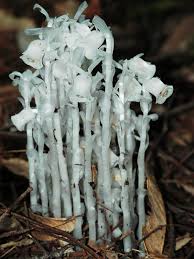 Attēlu rezultāti vaicājumam “Philonotis marchica sporophyte”