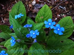 Attēlu rezultāti vaicājumam “Omphalodes verna flower”