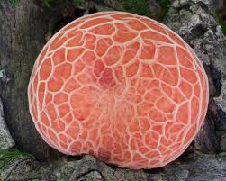 Attēlu rezultāti vaicājumam “Rhodotus palmatus”