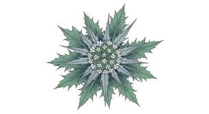 Attēlu rezultāti vaicājumam “Eryngium maritimum leaf”