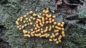 Attēlu rezultāti vaicājumam “Licea minima spores”