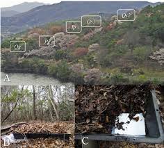 Attēlu rezultāti vaicājumam “Diderma effusum young”