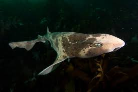 Image result for Cephaloscyllium laticeps