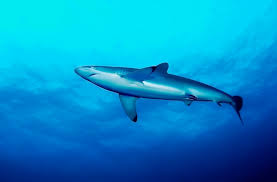 Image result for Carcharhinus falciformis