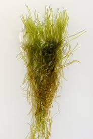 Attēlu rezultāti vaicājumam “Straminergon stramineum”