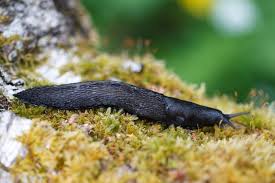 Attēlu rezultāti vaicājumam “Limax cinereoniger”