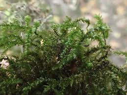 Attēlu rezultāti vaicājumam “Eurhynchium angustirete sporophyte”