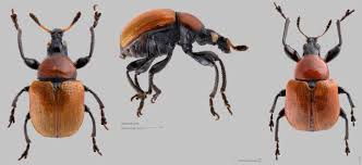 Attēlu rezultāti vaicājumam “Attelabus nitens”