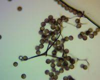 Attēlu rezultāti vaicājumam “Lamproderma echinosporum”