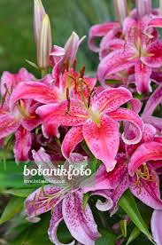 Attēlu rezultāti vaicājumam “Lilium lancifolium”