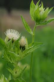 Attēlu rezultāti vaicājumam “Cirsium oleraceum”