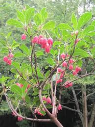 Attēlu rezultāti vaicājumam “Enkianthus campanulatus flower”
