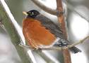 American Robin, Identification, All About Birds - Cornell Lab of ...