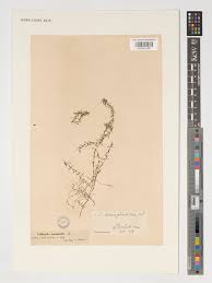 Attēlu rezultāti vaicājumam “Callitriche hermaphroditica leaf”