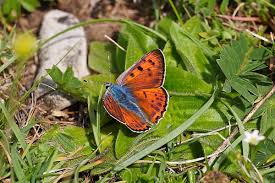 Attēlu rezultāti vaicājumam “Lycaena alciphron”