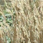 Attēlu rezultāti vaicājumam “Corynephorus canescens leaf”