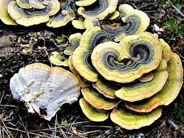 Attēlu rezultāti vaicājumam “Trametes versicolor”