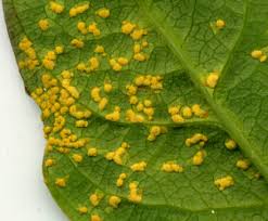 Attēlu rezultāti vaicājumam “Melampsoridium sp.”