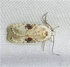 Attēlu rezultāti vaicājumam “Agonopterix alstromeriana”