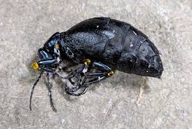 Attēlu rezultāti vaicājumam “Meloe sp. larva”