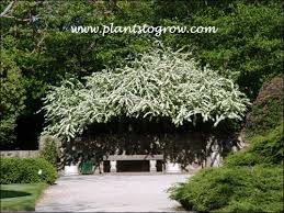 Attēlu rezultāti vaicājumam “Cotoneaster multiflorus leaf”