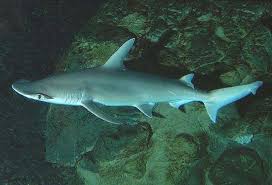 Image result for Sphyrna