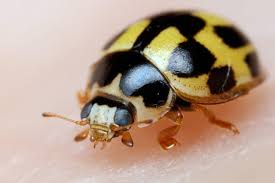 Attēlu rezultāti vaicājumam “Propylea quatuordecimpunctata”