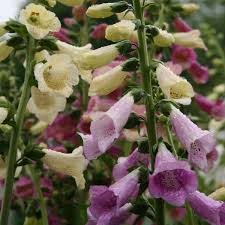 Attēlu rezultāti vaicājumam “Digitalis purpurea”