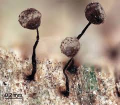 Attēlu rezultāti vaicājumam “Cribraria piriformis macro”