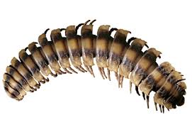 Attēlu rezultāti vaicājumam “Diplopoda”