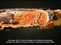 Attēlu rezultāti vaicājumam “Leucogyrophana sororia”