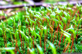 Attēlu rezultāti vaicājumam “Atrichum undulatum”