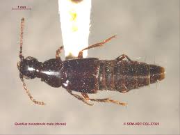 Attēlu rezultāti vaicājumam “Quedius dilatatus”