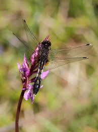 Attēlu rezultāti vaicājumam “Leucorrhinia caudalis”