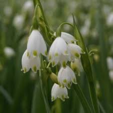 Attēlu rezultāti vaicājumam “Anemone x lipsiensis leaf”