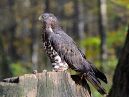 Attēlu rezultāti vaicājumam “Pernis apivorus adult”