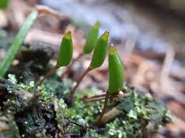 Attēlu rezultāti vaicājumam “Buxbaumia viridis”